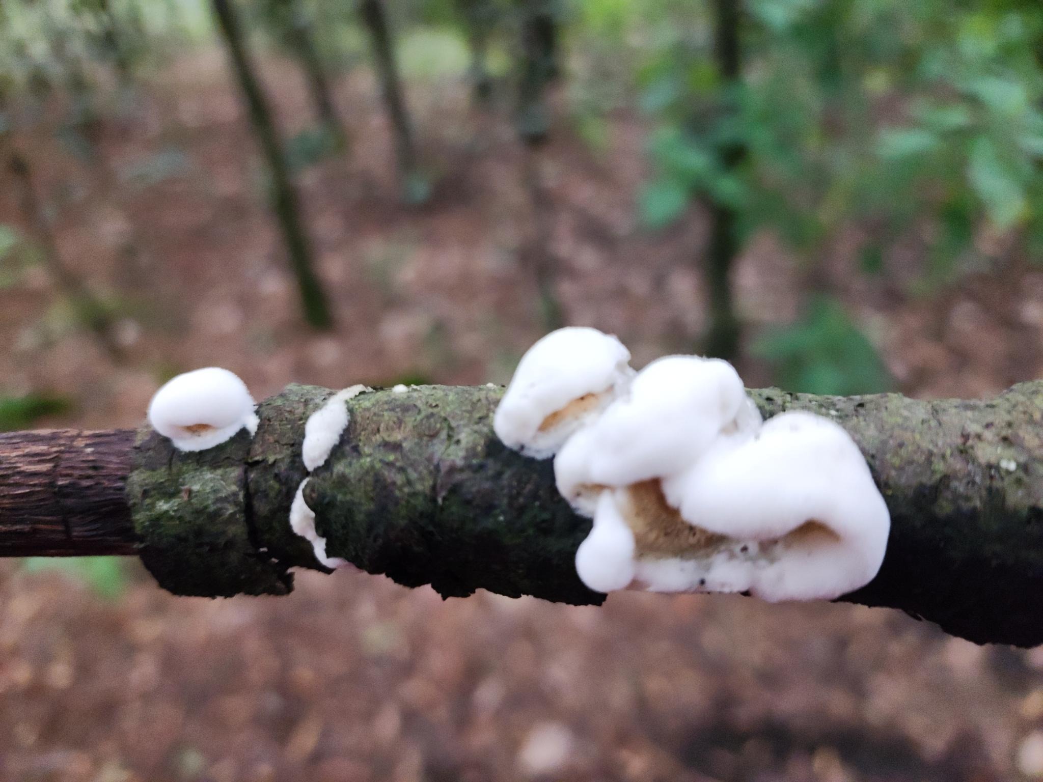 Figure 1: White mushrooms on deadwood
