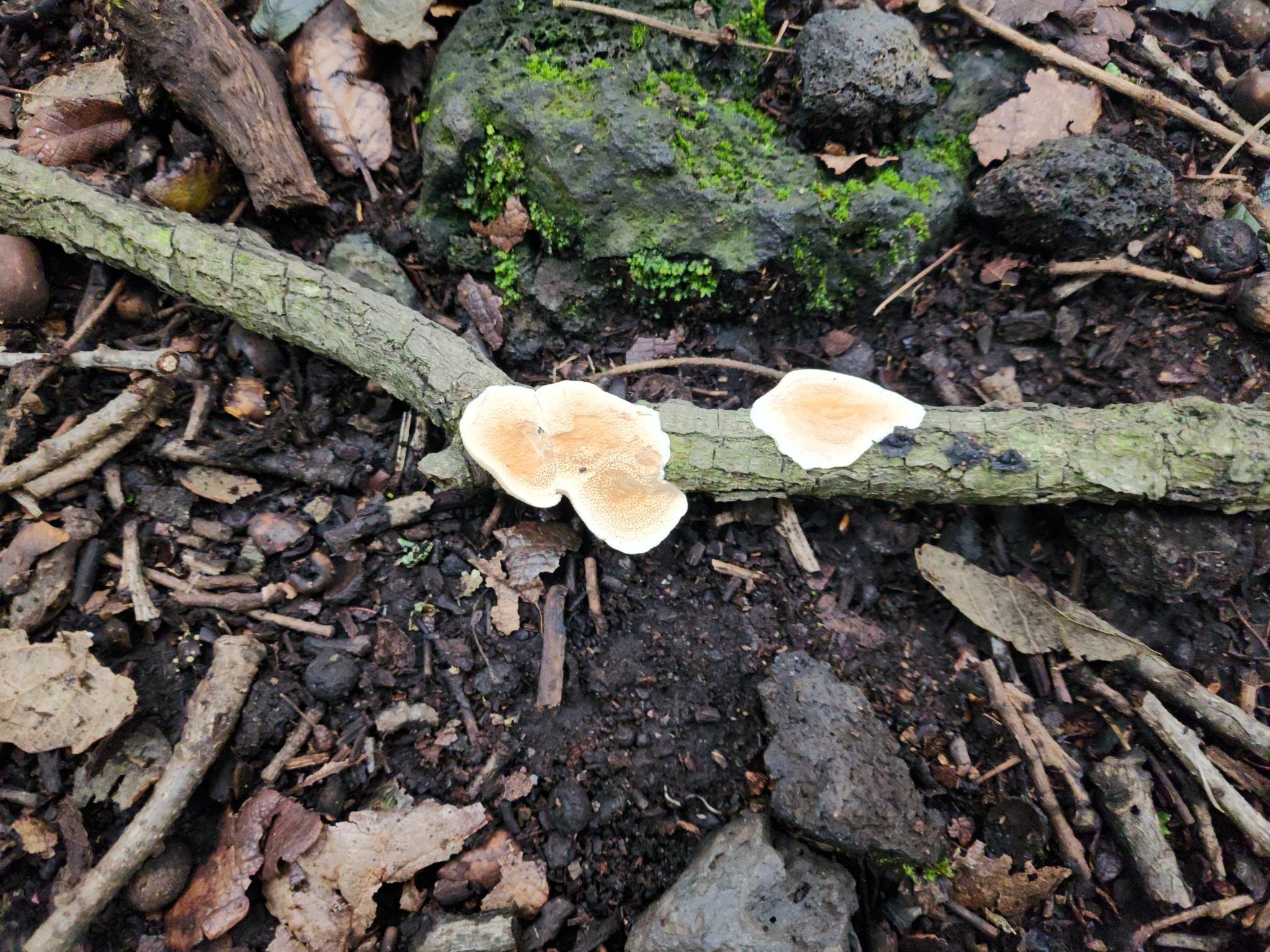 Figure 2: More white mushrooms on deadwood