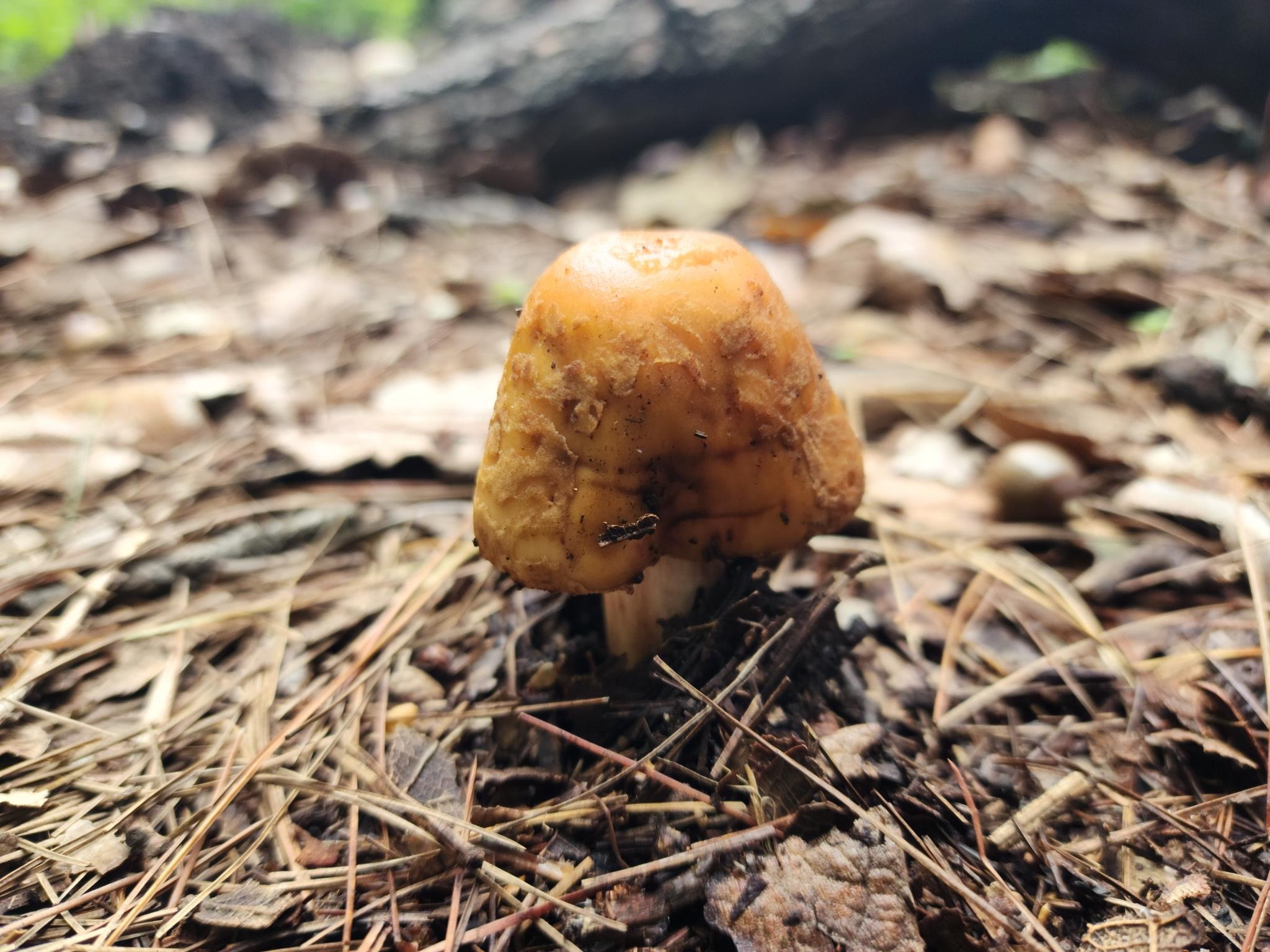 Figure 3: Close-up of a yellow mushroom in the ground