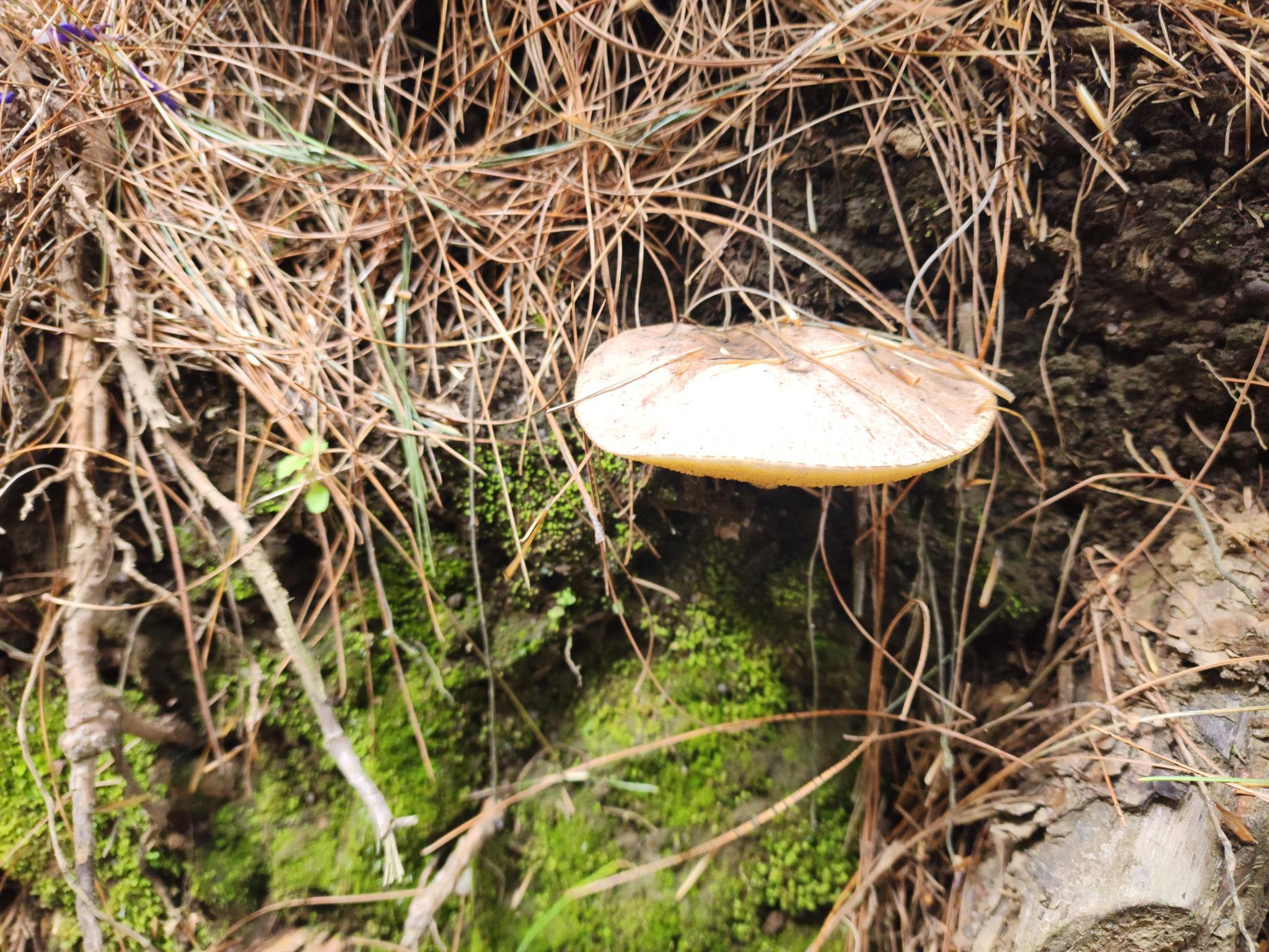 Figure 4: Close-up of a white mushroom growing out of the side of moss-covered deadwood