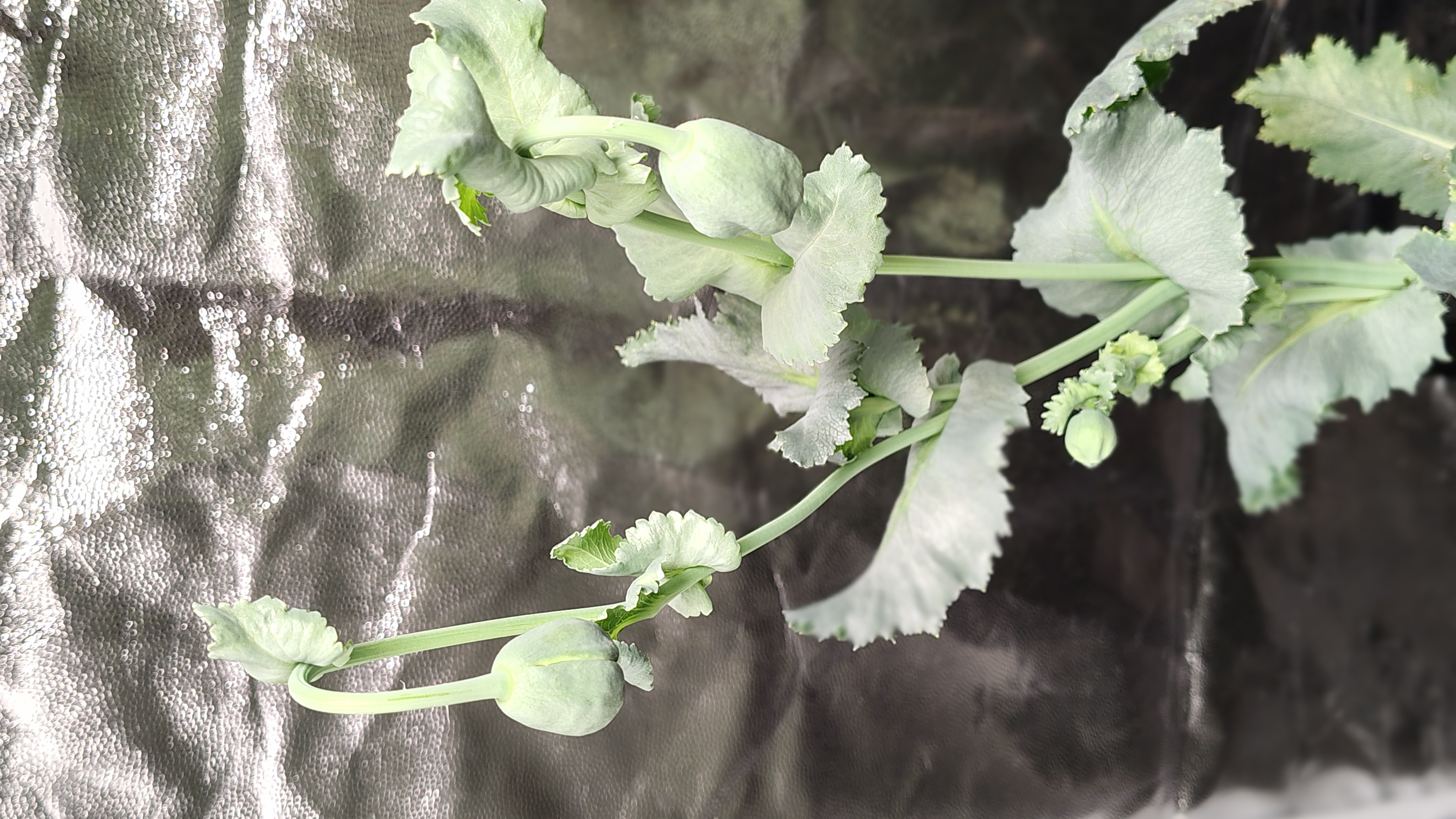 /gallery/poppies/doubleblack/closedblooms1.jpg /gallery/poppies/doubleblack/closedblooms1.jpg