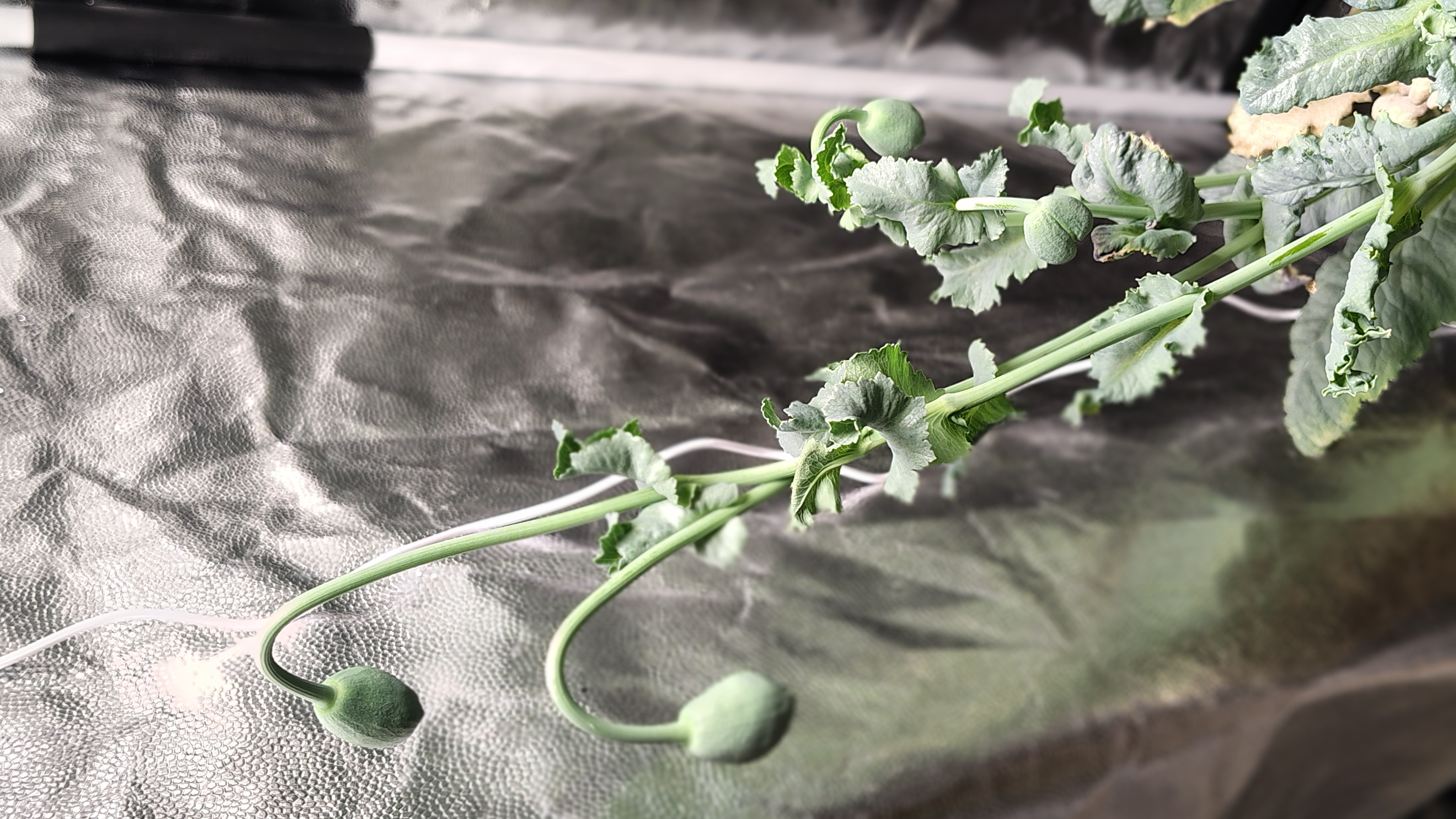 /gallery/poppies/doubleblack/closedblooms2.jpg /gallery/poppies/doubleblack/closedblooms2.jpg