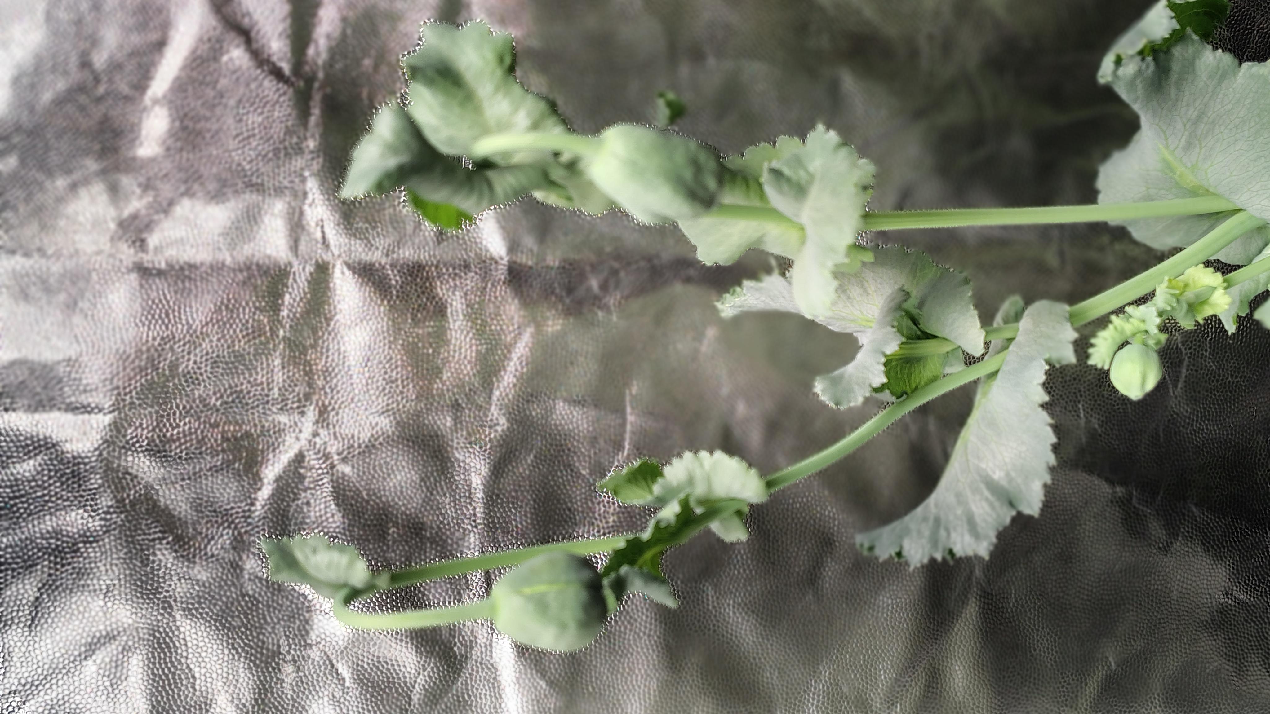 /gallery/poppies/doubleblack/closedblooms3.jpg /gallery/poppies/doubleblack/closedblooms3.jpg