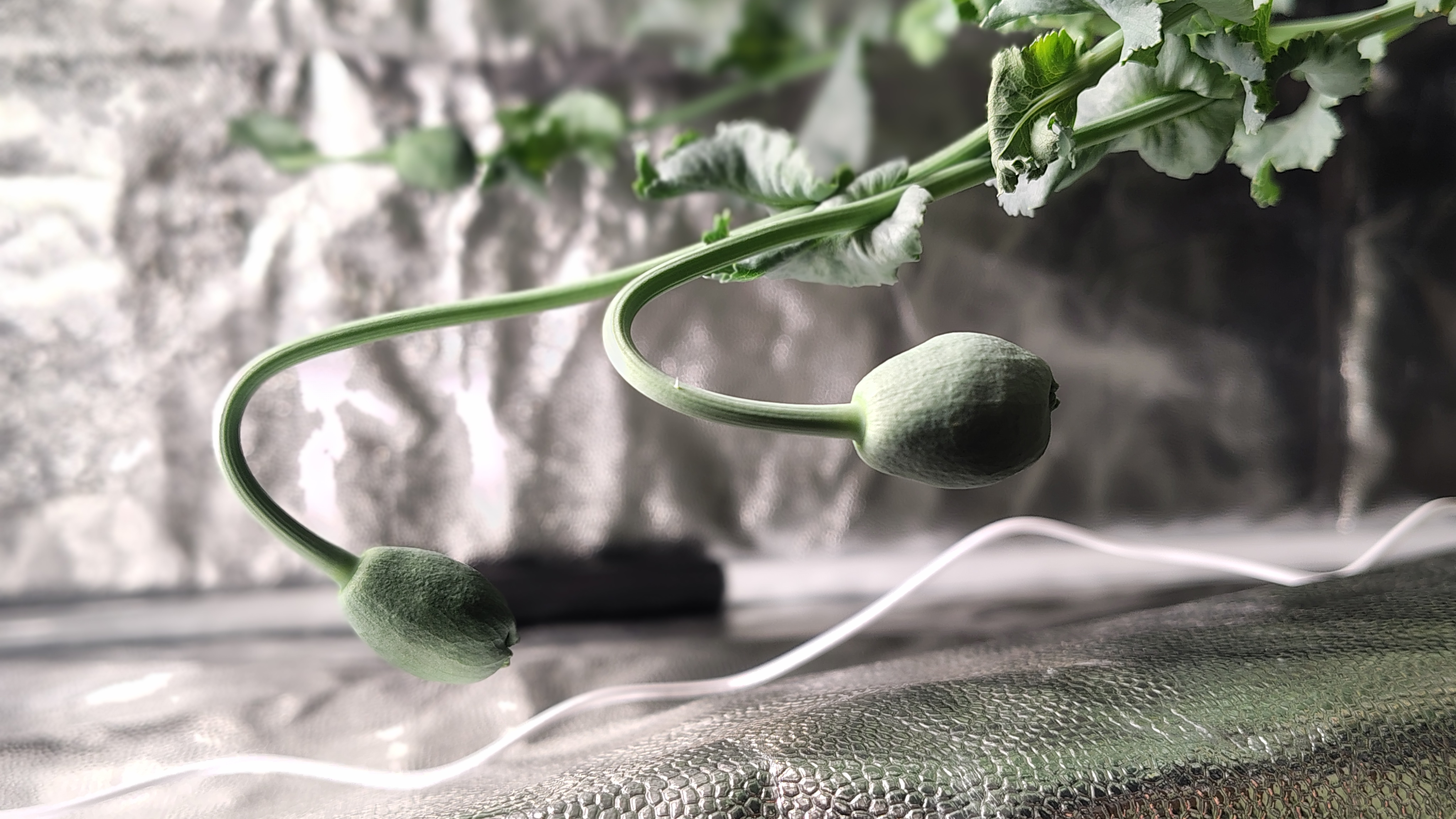 /gallery/poppies/doubleblack/closedblooms4.jpg /gallery/poppies/doubleblack/closedblooms4.jpg