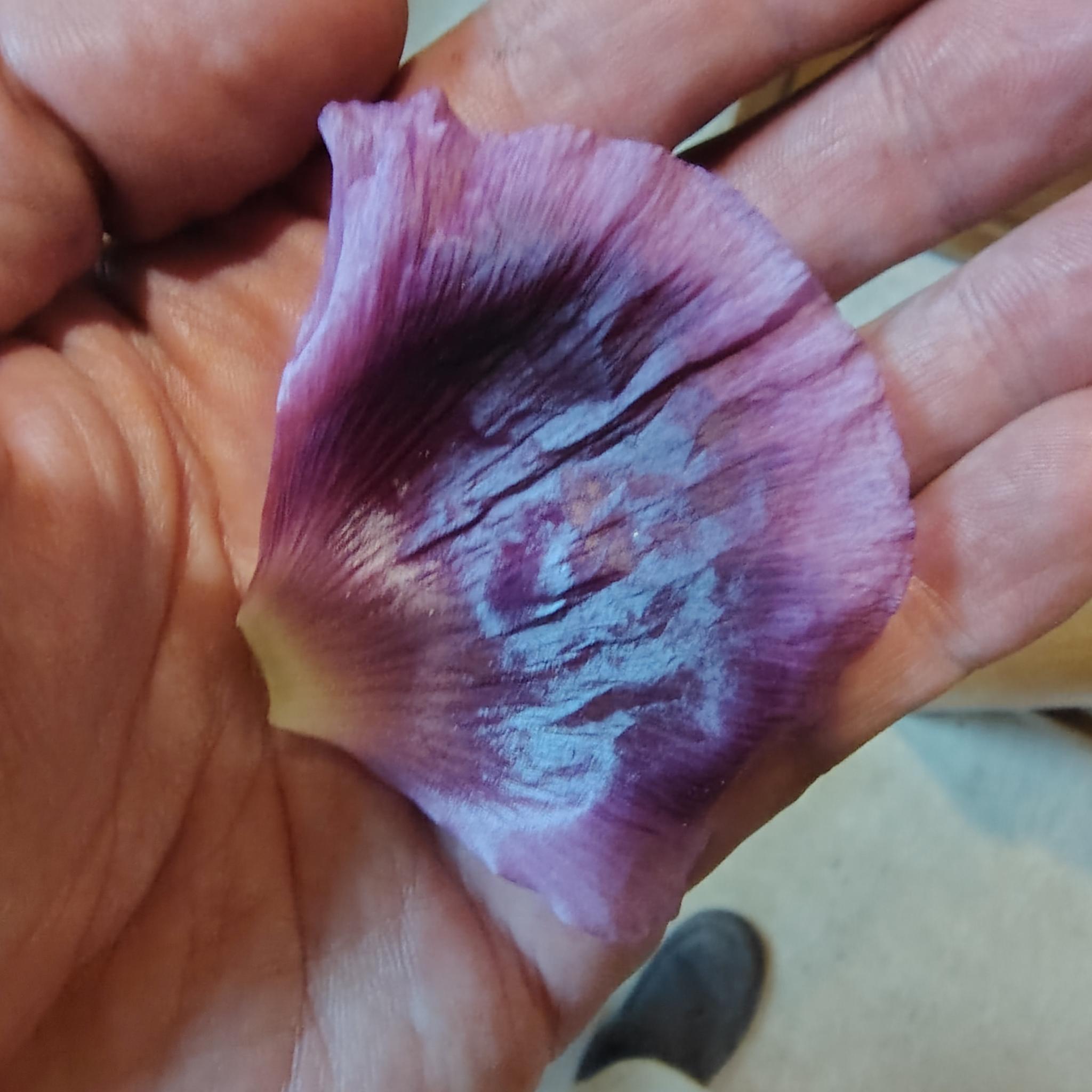 /gallery/poppies/doubleblack/petalinhand.jpg /gallery/poppies/doubleblack/petalinhand.jpg