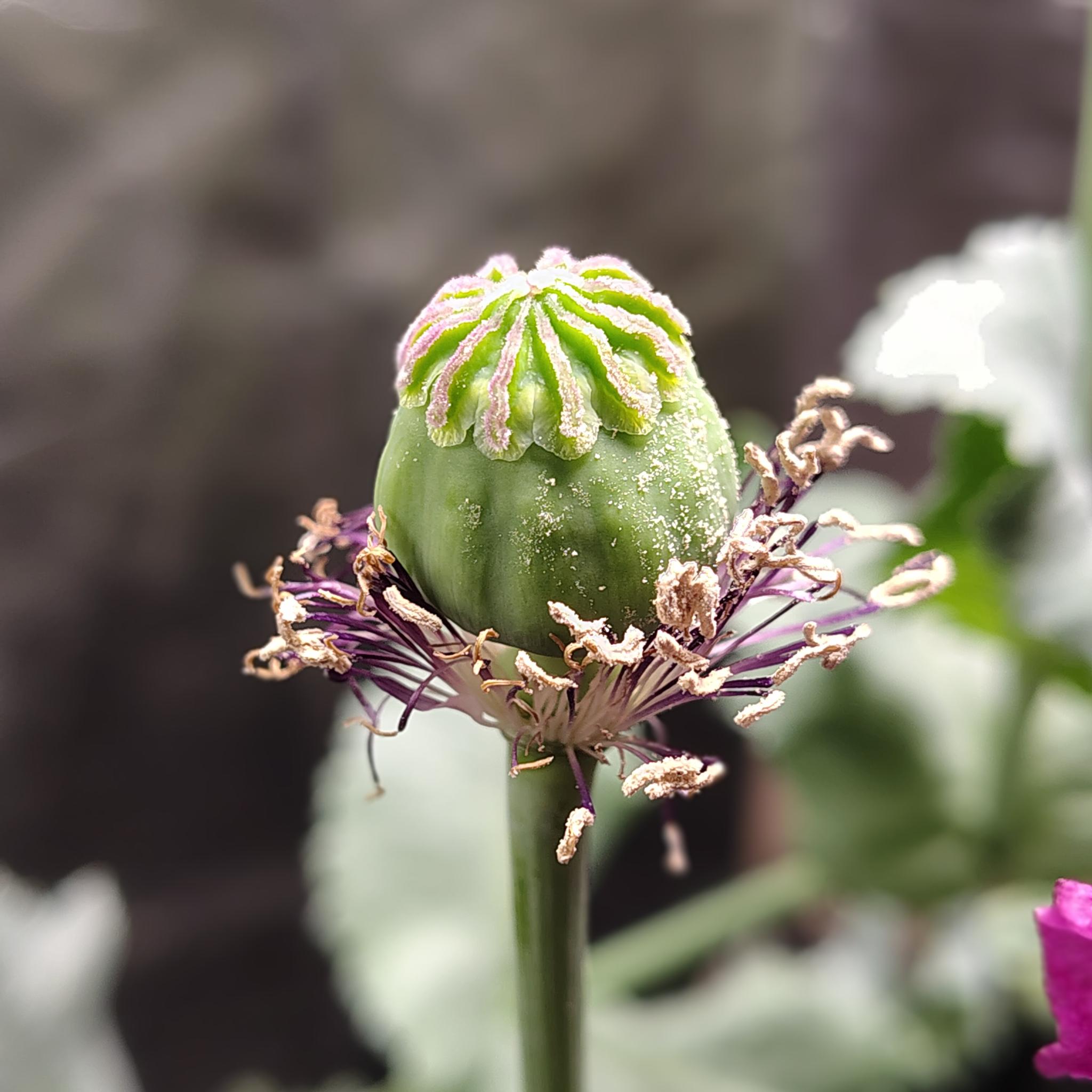 /gallery/poppies/doubleblack/podcloseup2.jpg /gallery/poppies/doubleblack/podcloseup2.jpg