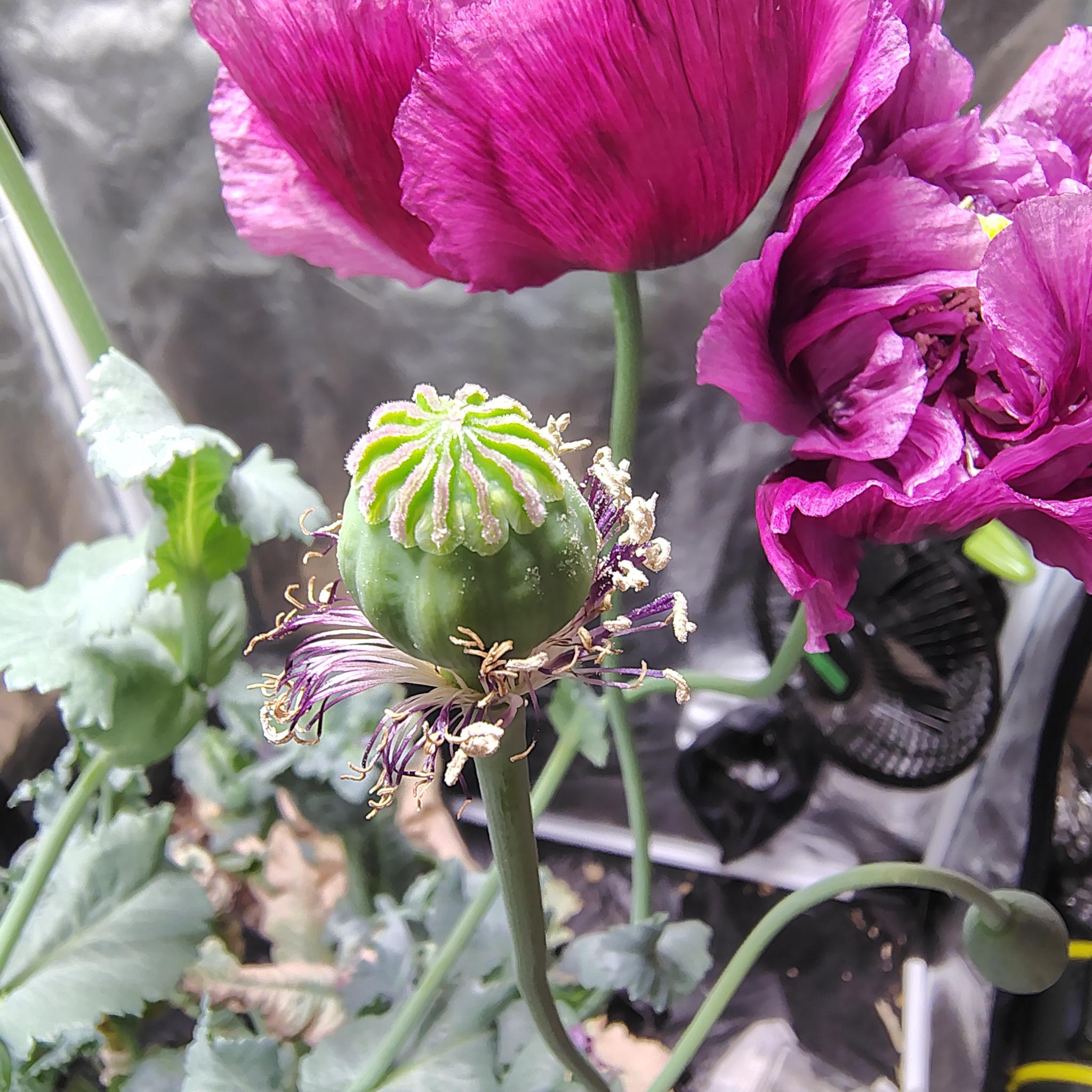 /gallery/poppies/doubleblack/podwithflowers1.jpg /gallery/poppies/doubleblack/podwithflowers1.jpg