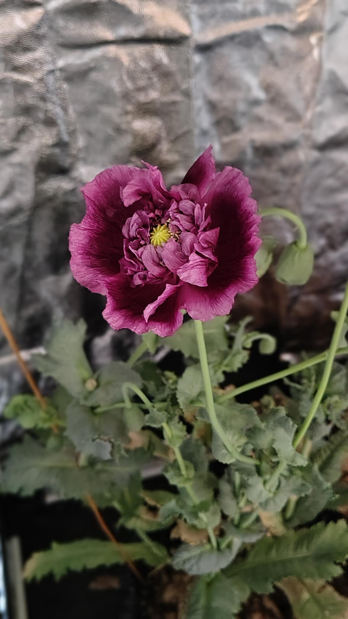 /gallery/poppies/doubleblack/poppyflower1.jpg /gallery/poppies/doubleblack/poppyflower1.jpg