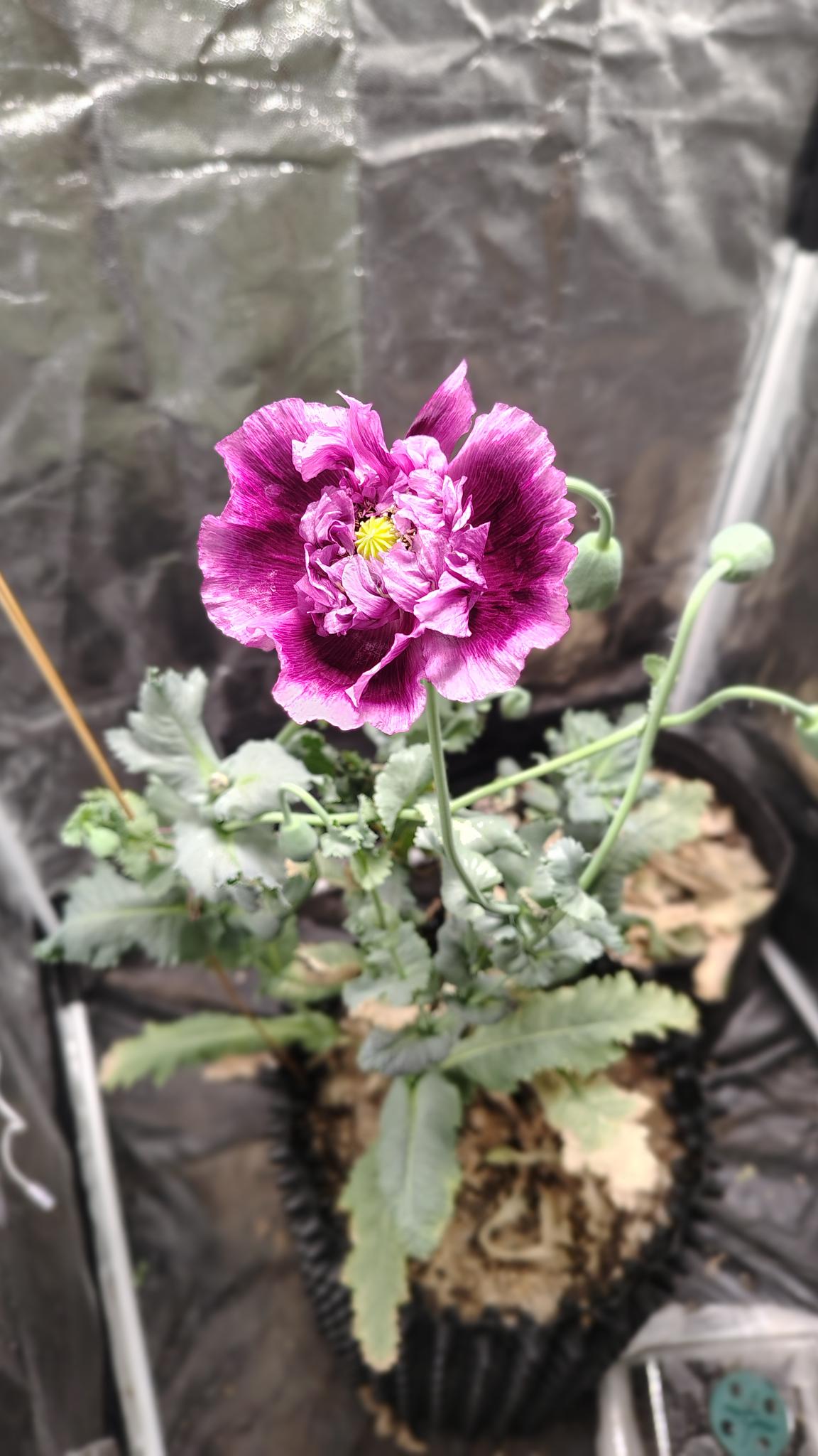 /gallery/poppies/doubleblack/poppyflower2.jpg /gallery/poppies/doubleblack/poppyflower2.jpg