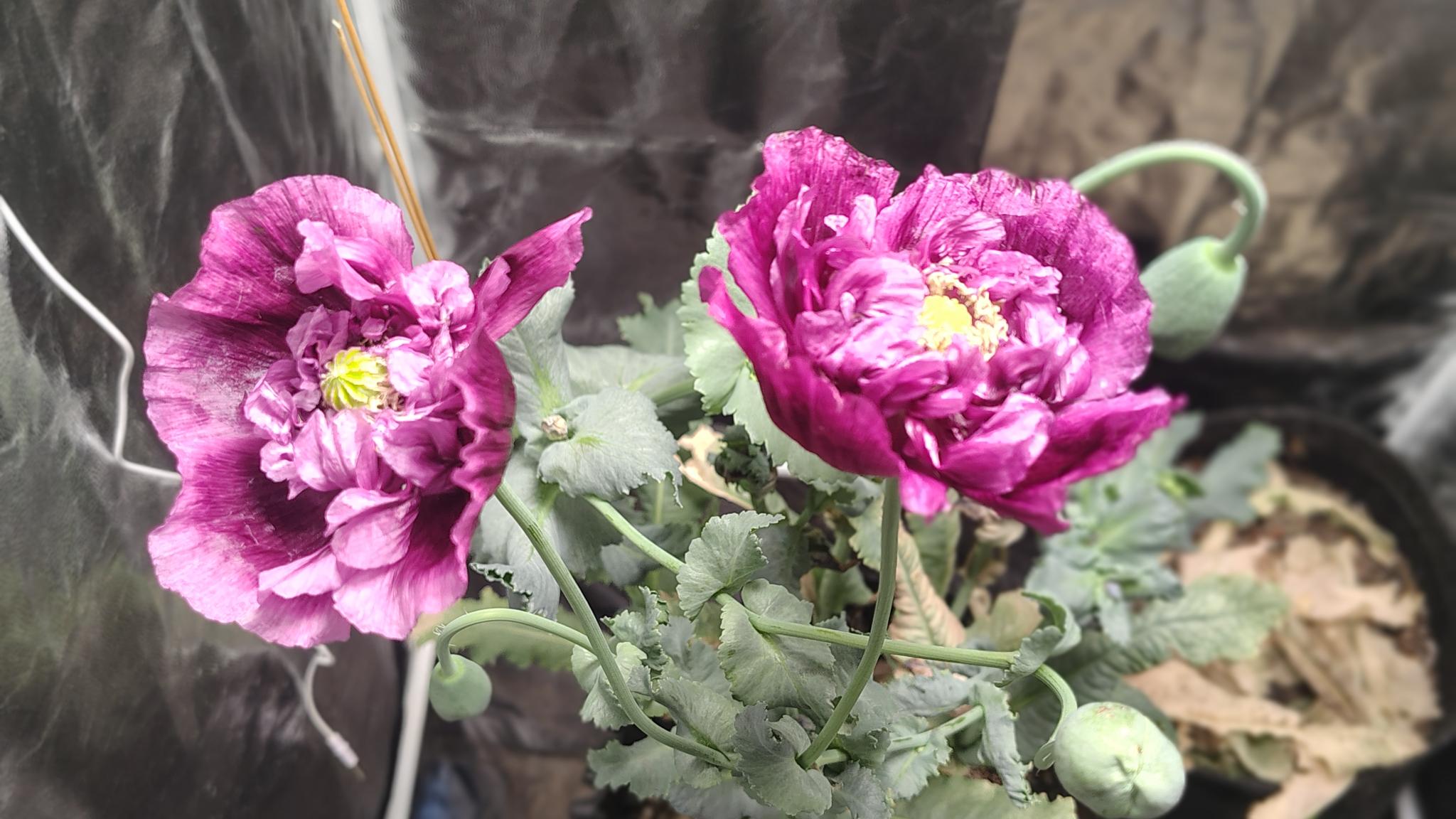 /gallery/poppies/doubleblack/poppyflower3.jpg /gallery/poppies/doubleblack/poppyflower3.jpg