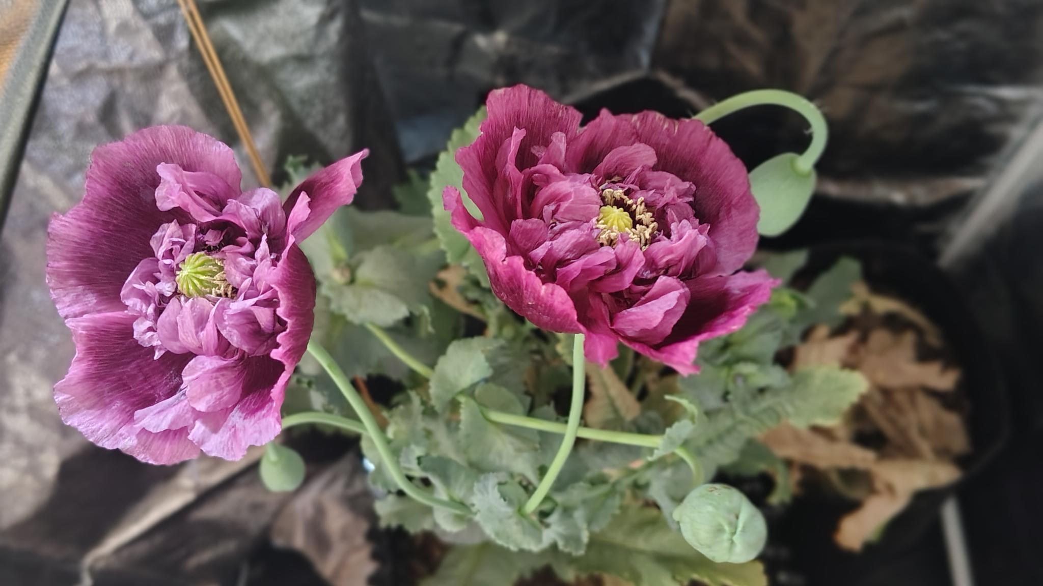 /gallery/poppies/doubleblack/poppyflower4.jpg /gallery/poppies/doubleblack/poppyflower4.jpg
