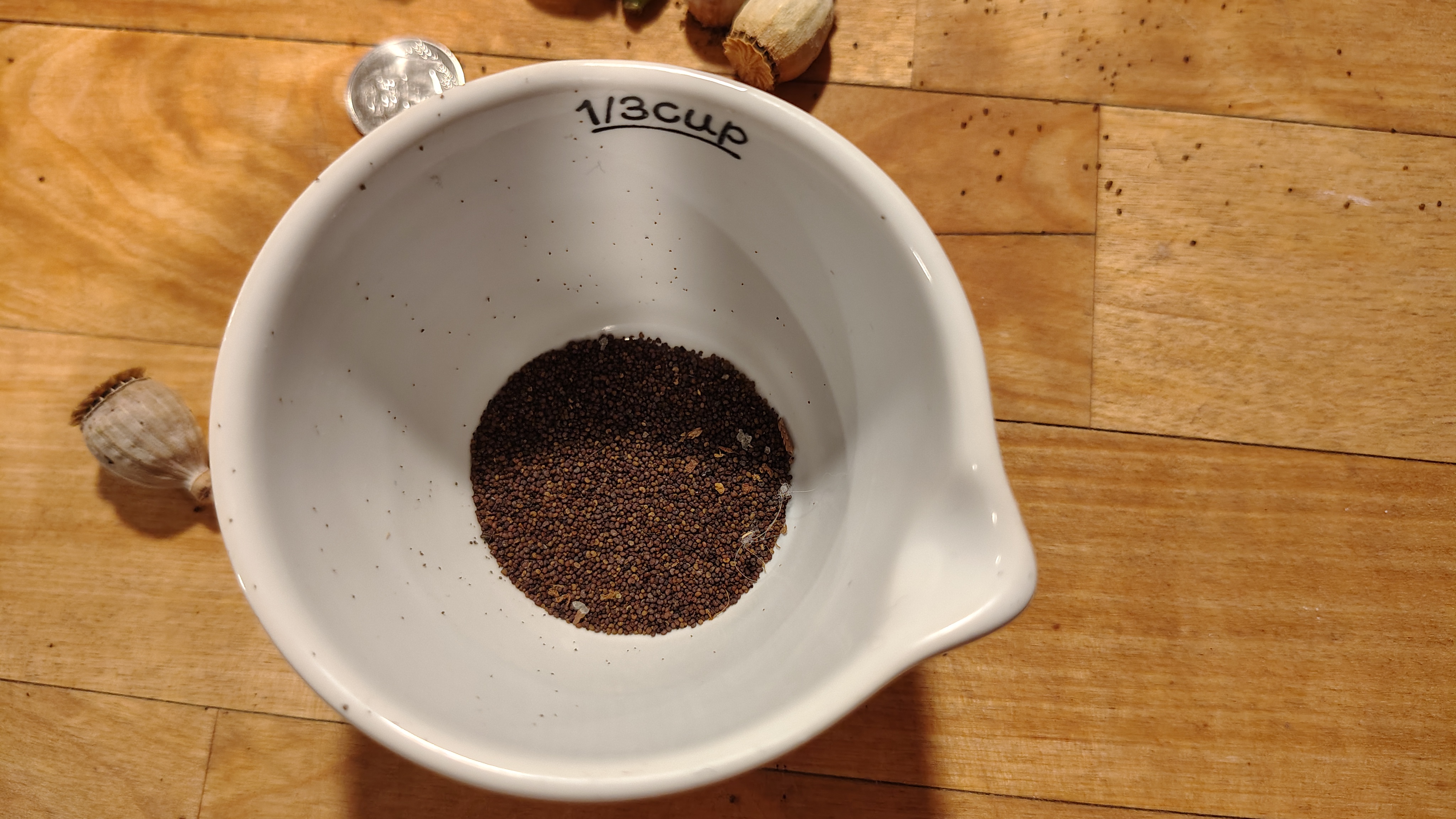 /gallery/poppies/doubleblack/seedsincup.jpg /gallery/poppies/doubleblack/seedsincup.jpg