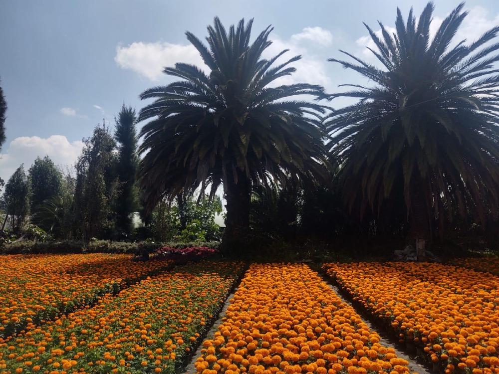 xochimilco cempasuchil.jpeg